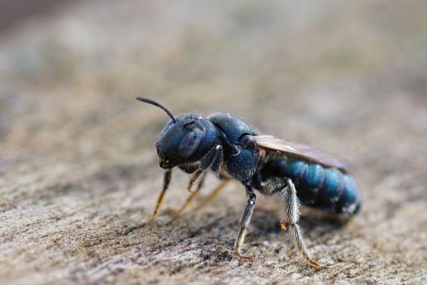 guêpe charpentière dans jardin